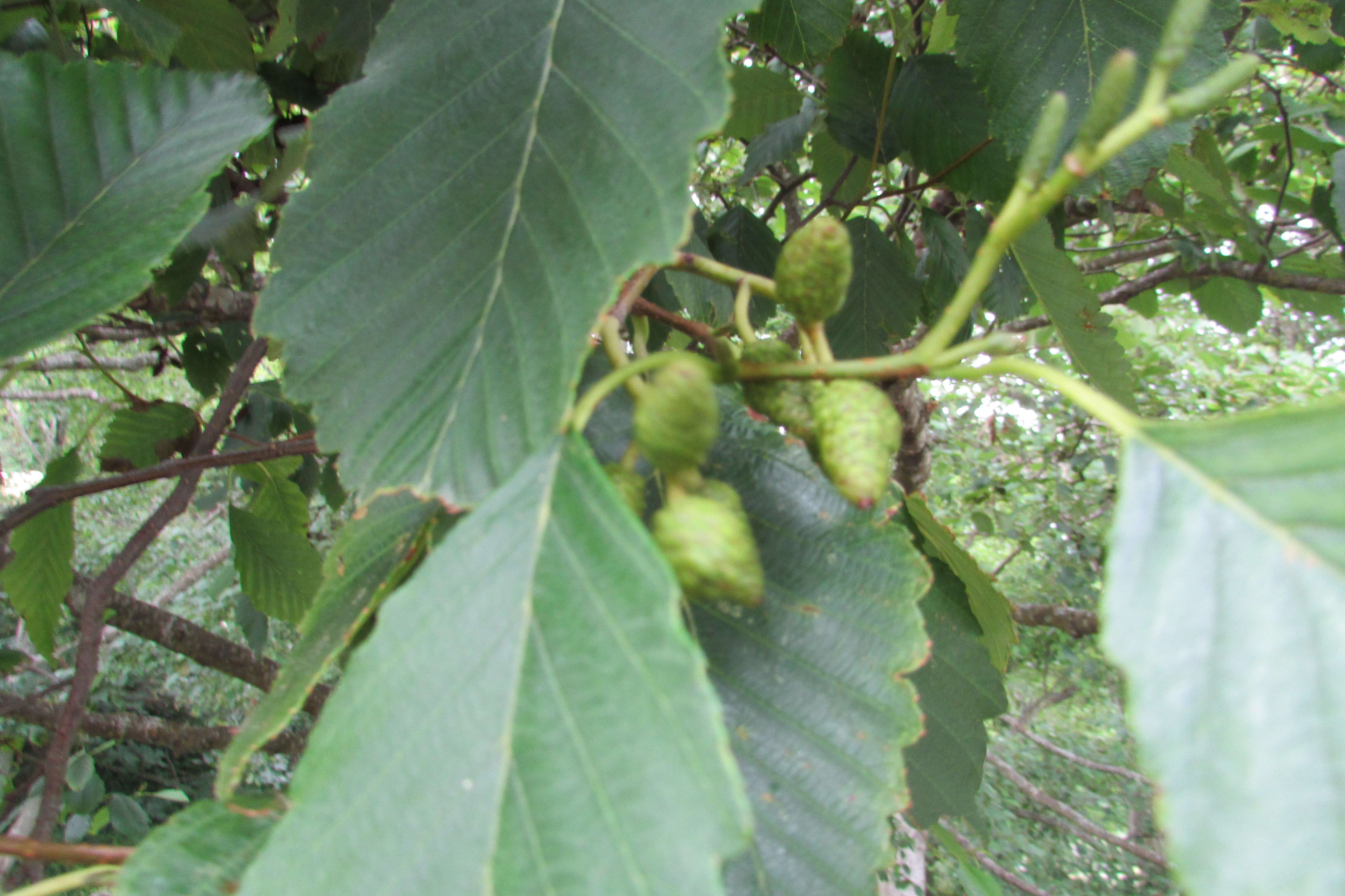 Image of Oregon Alder