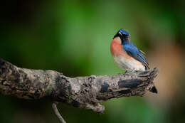 Image de Gobemouche des mangroves