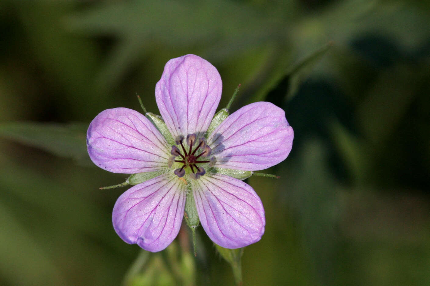 Image of Richardson's geranium