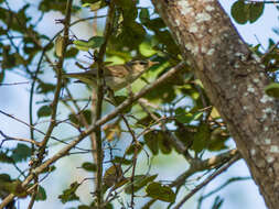 Image of Greenish Warbler