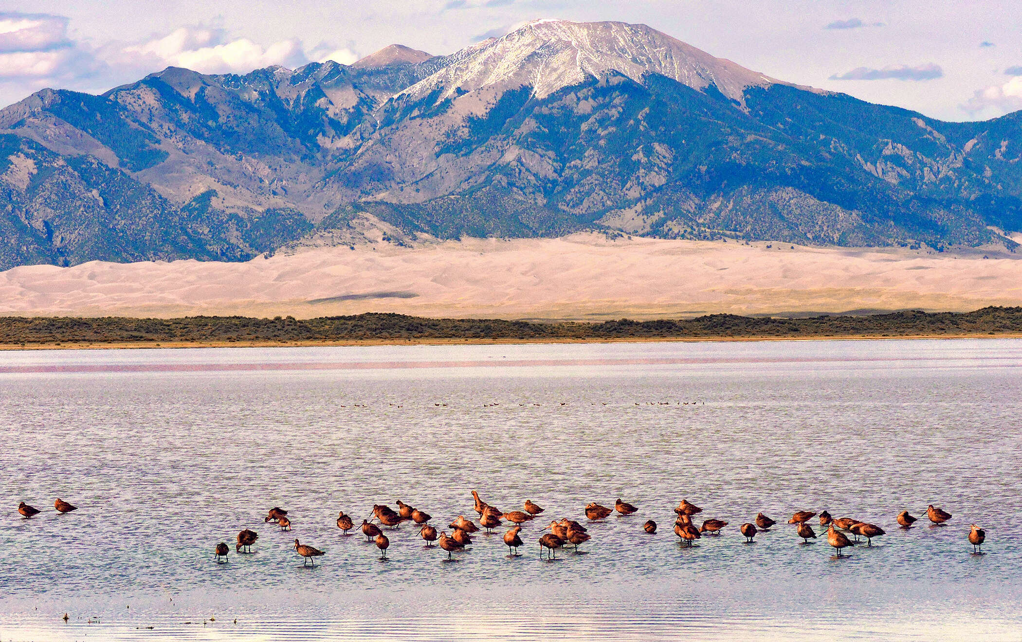 Image of Marbled Godwit