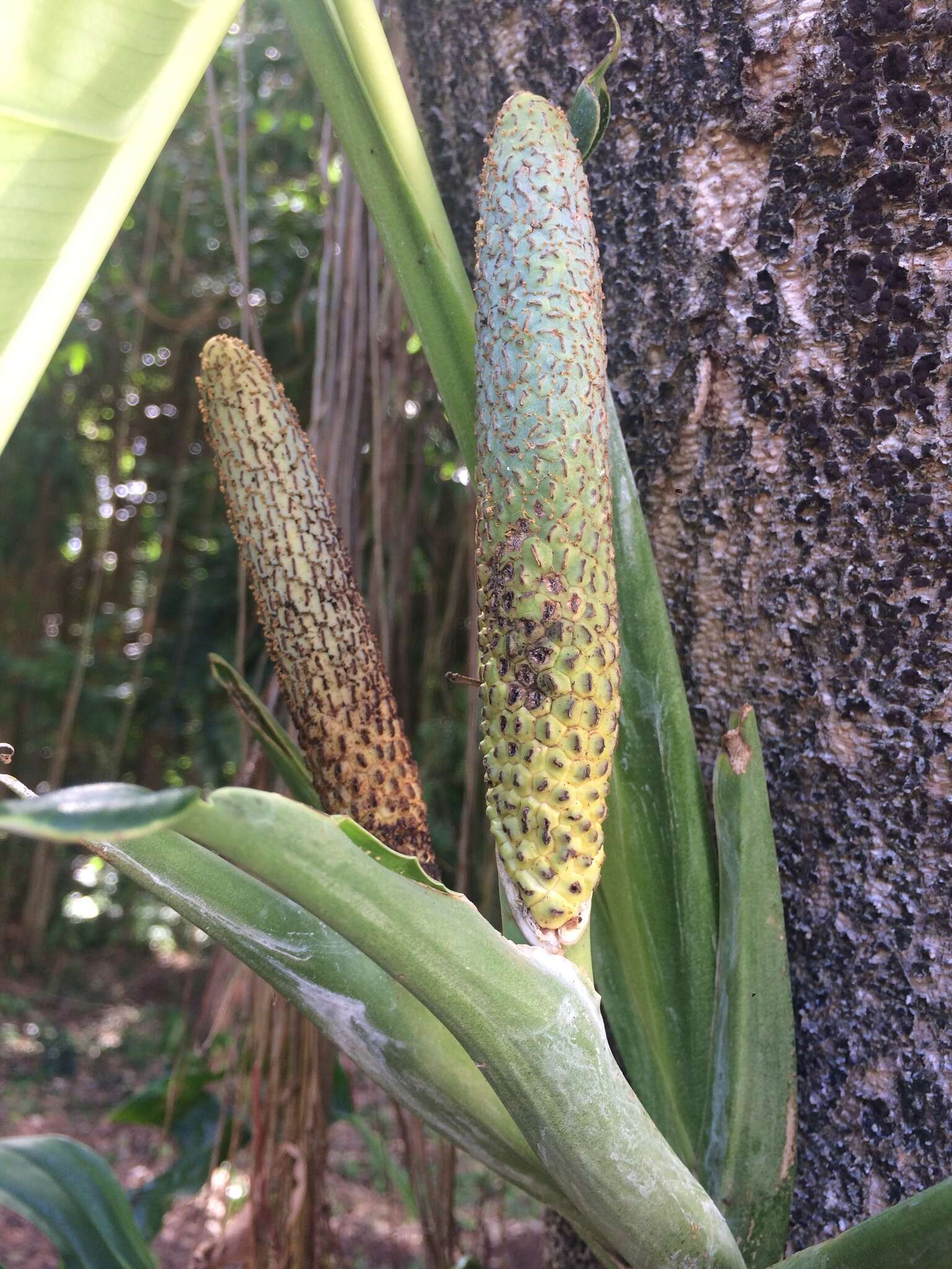 Image of Adanson's monstera