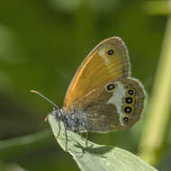 Sivun Coenonympha arcania Linnaeus 1761 kuva