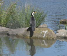 Image of Little Pied Cormorant