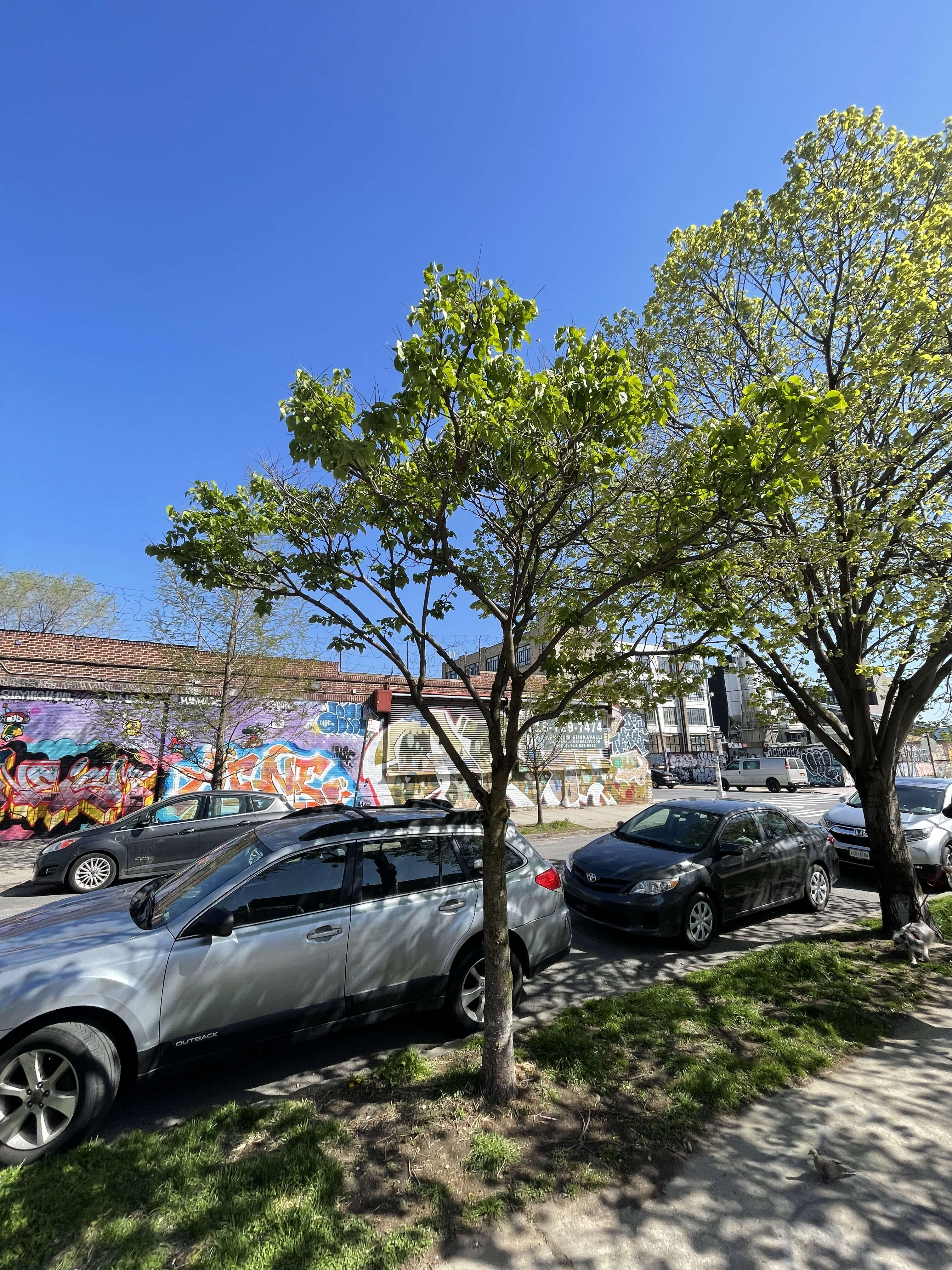 Image of Japanese Tree Lilac