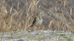 Image of Meadow Pipit