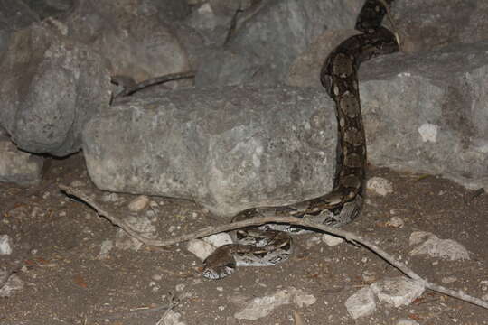 Image of Central American Boa