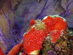 Image of red-white marbled sponge