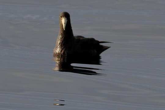 Image of Antarctic Giant-Petrel