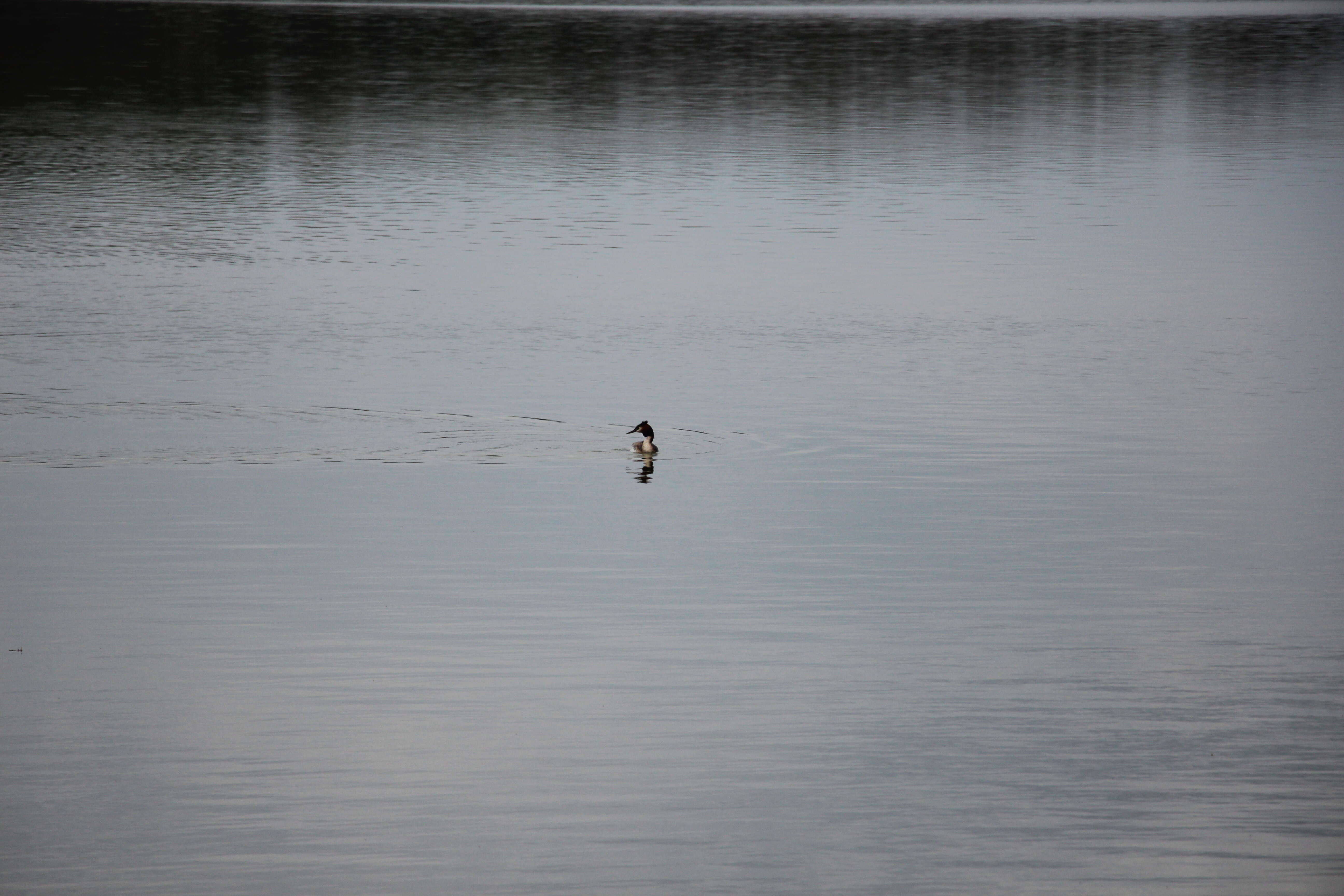 Image of Podiceps Latham 1787