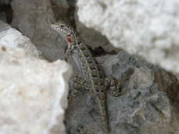 Image of Cozumel Spiny Lizard