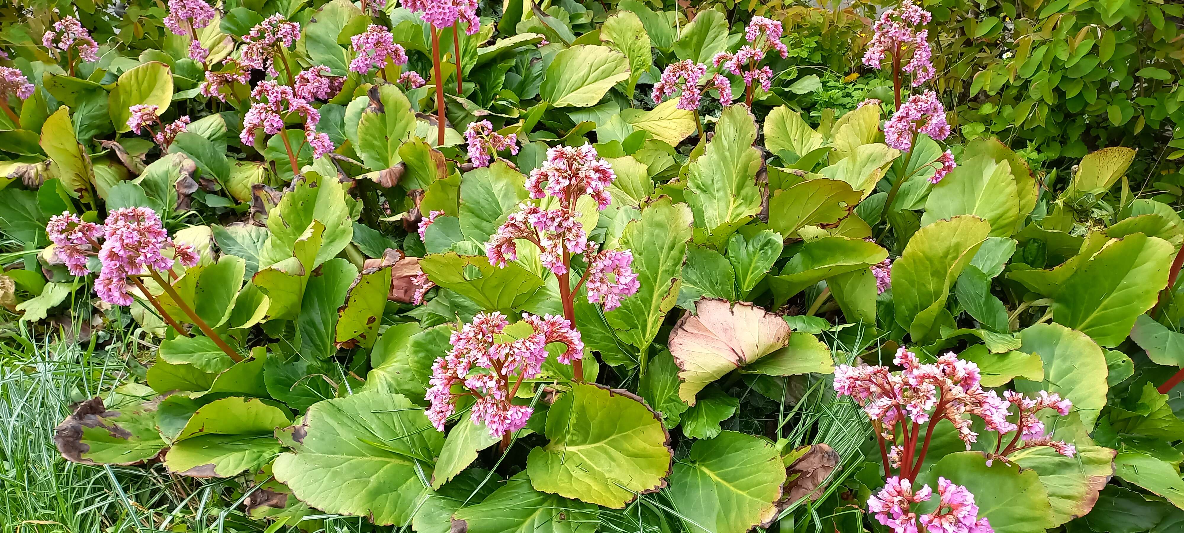 Image of Bergenia purpurascens (Hook. fil. & Thoms.) Engl.