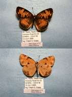 Image of Phyciodes cocyta