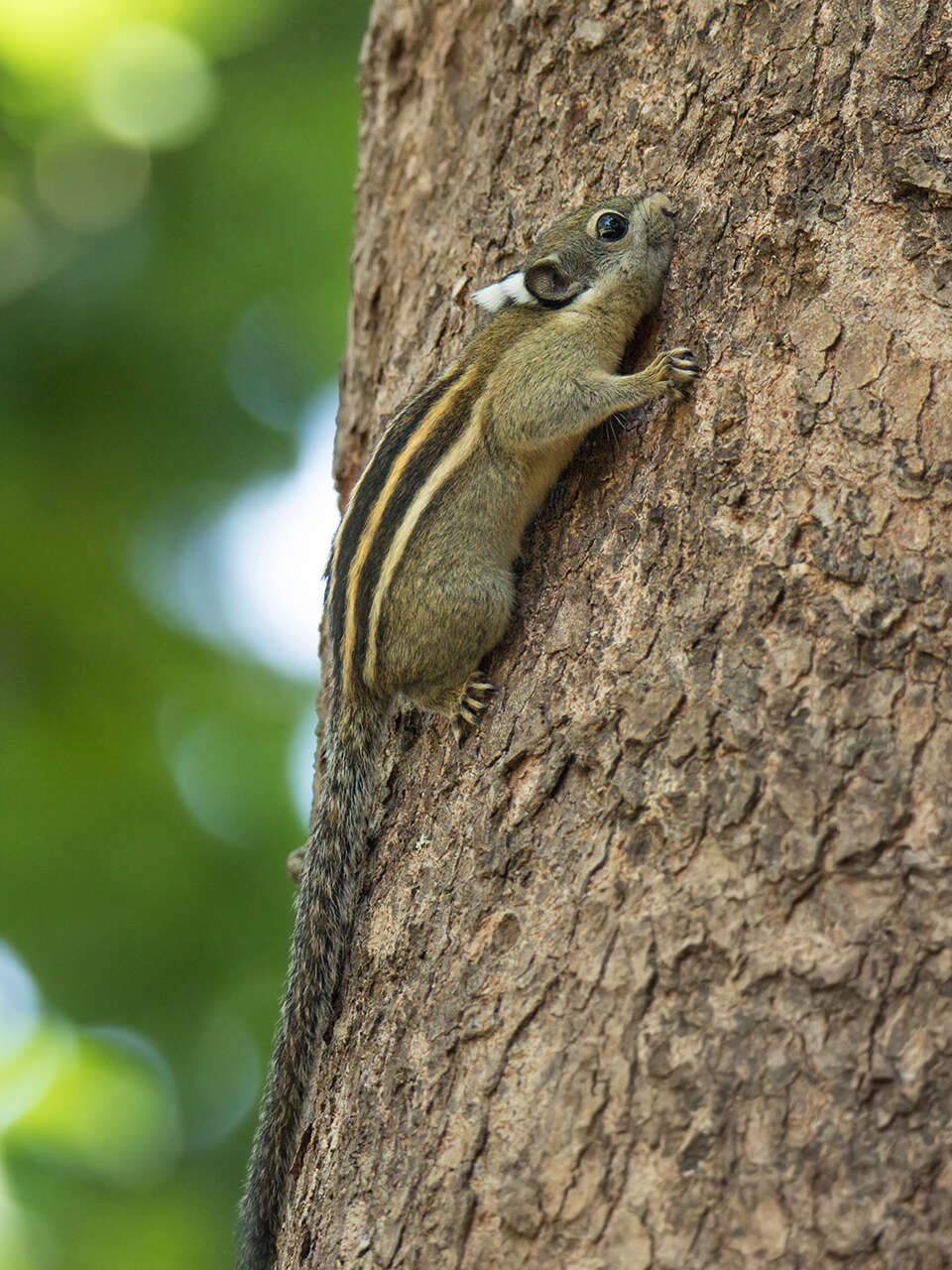 Image of Cambodian Striped Squirrel