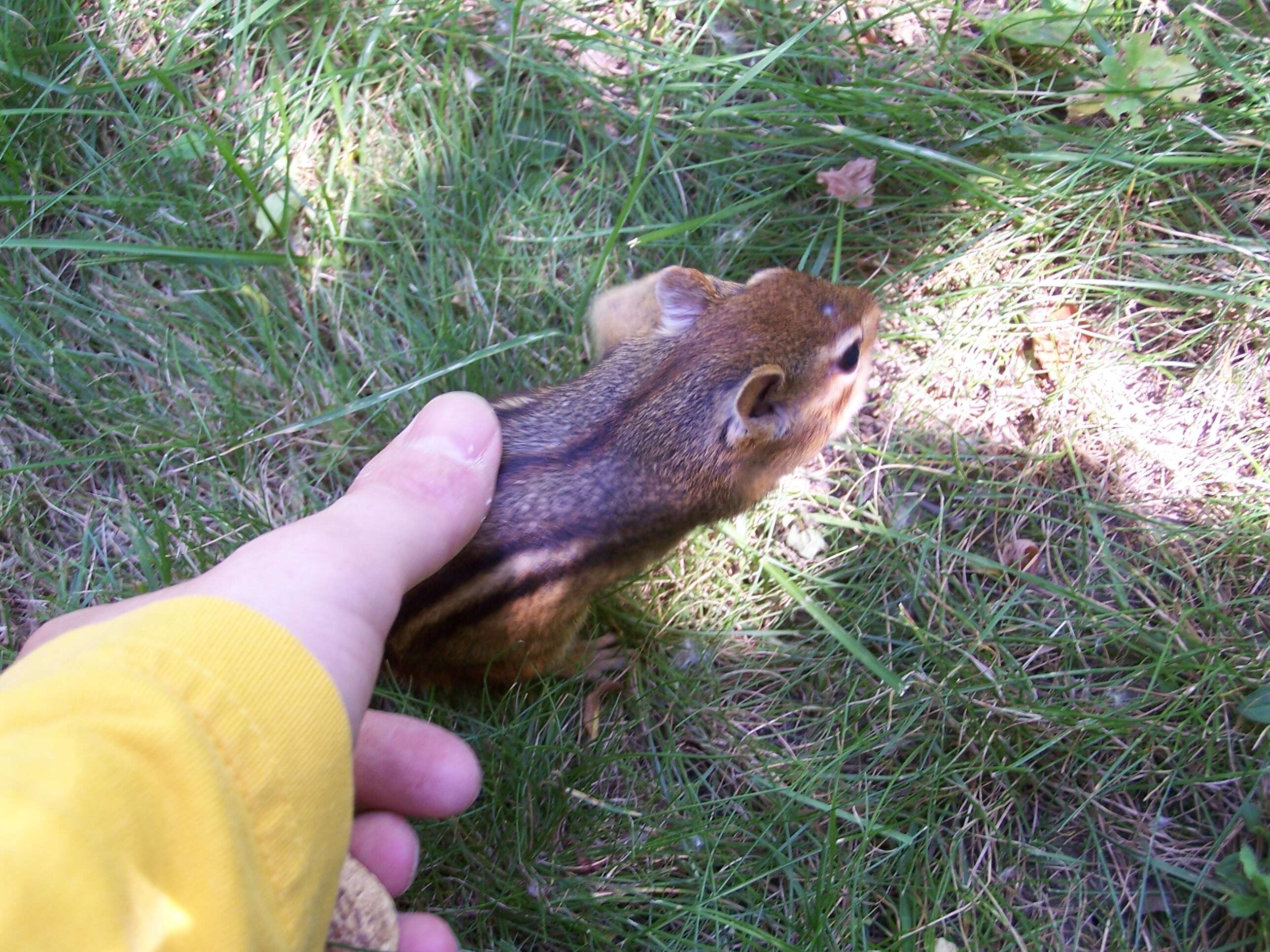 Image of Siberian Chipmunk