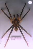 Image of Peruvian Steely Blue Tarantula