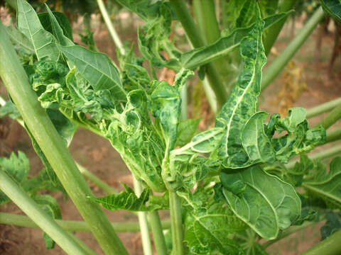 Image of Papaya ringspot virus