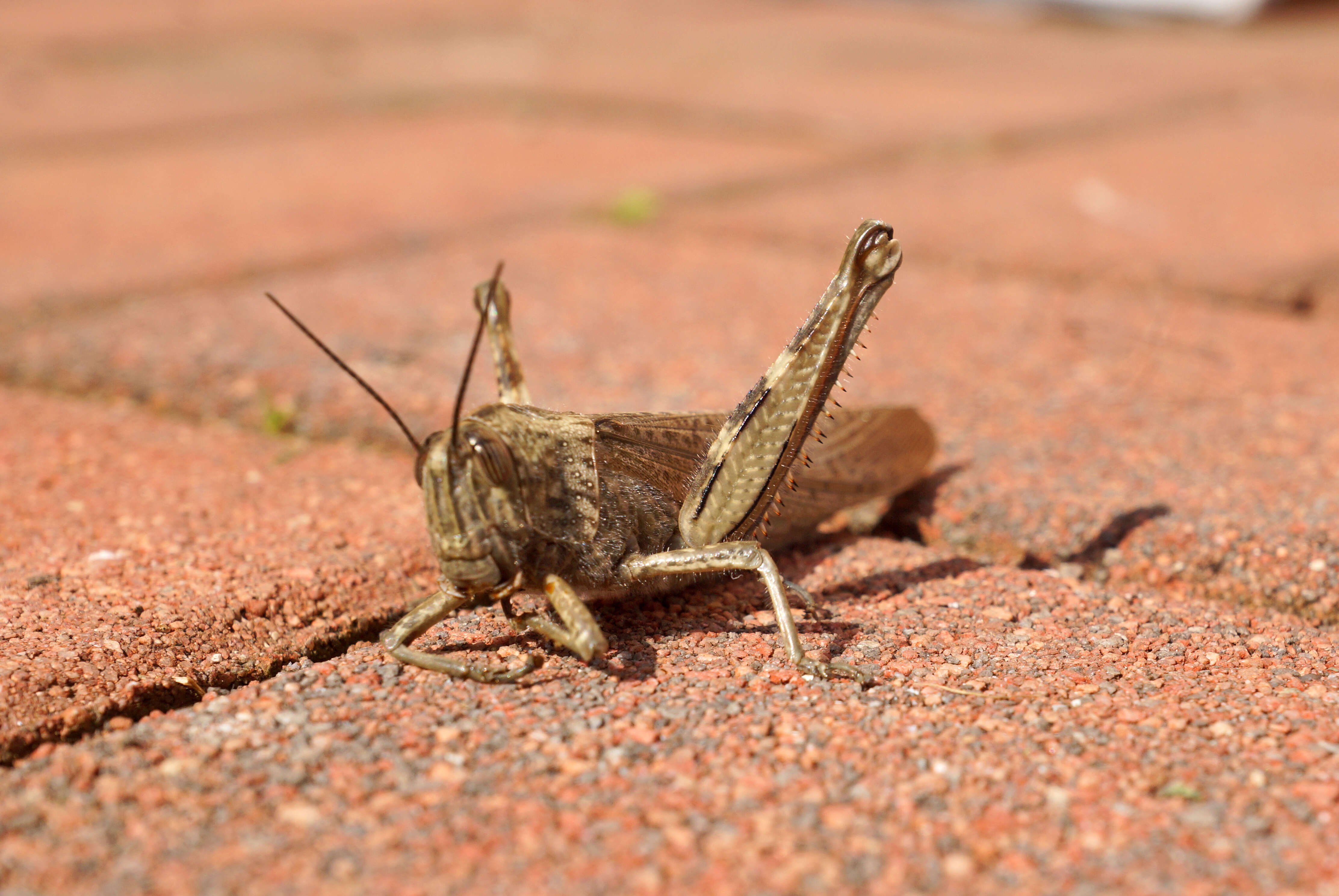 Image of egyptian grasshopper, tree locust