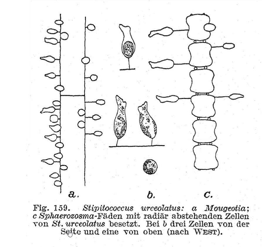 Image de Xanthophyceae