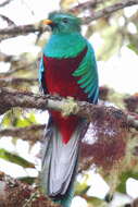 Image of Magnificent Quetzal