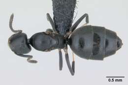 Image of Ant