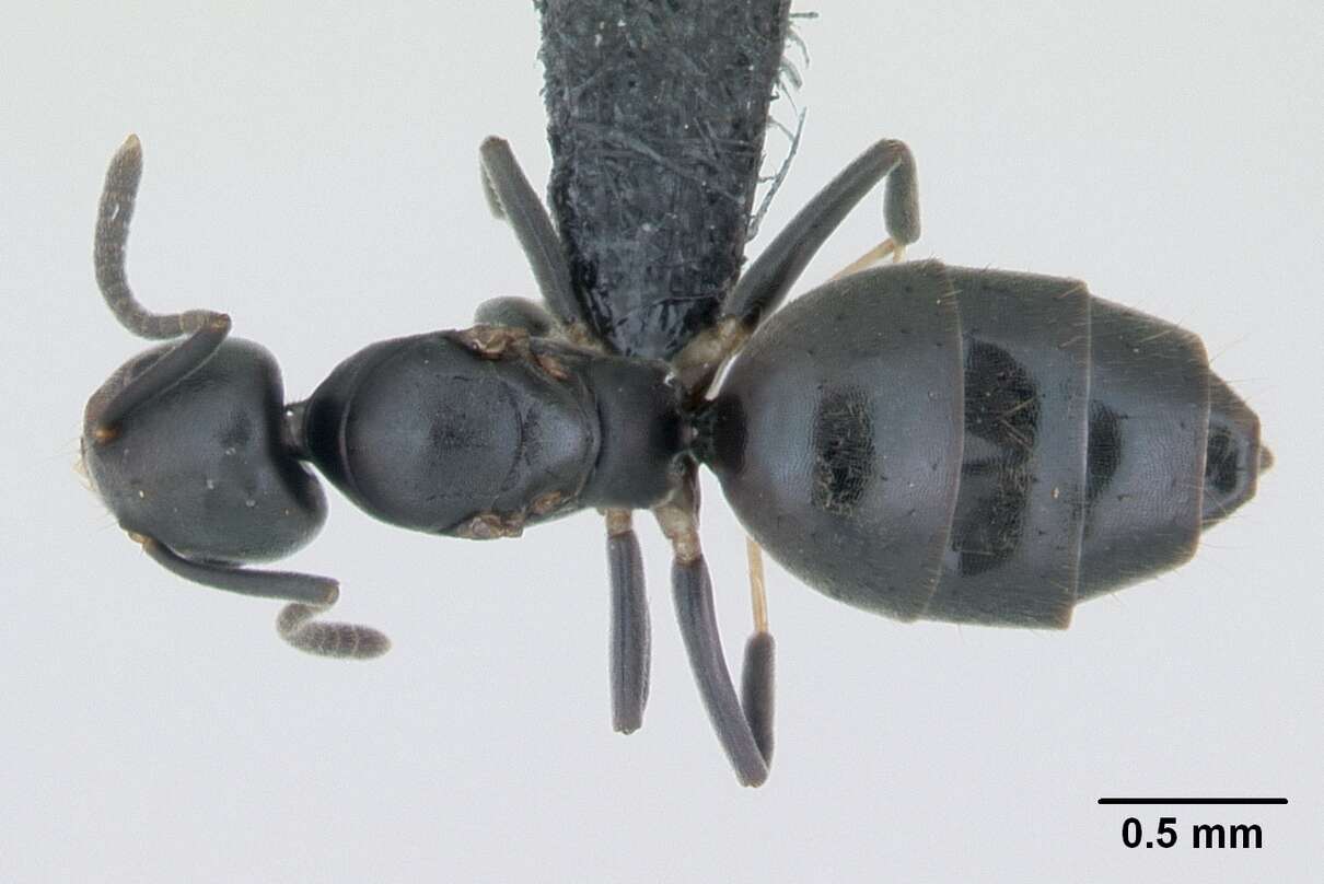 Image of Ant