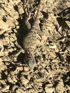 Image of Sceloporus torquatus Wiegmann 1828