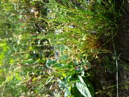 Image of dwarf rush