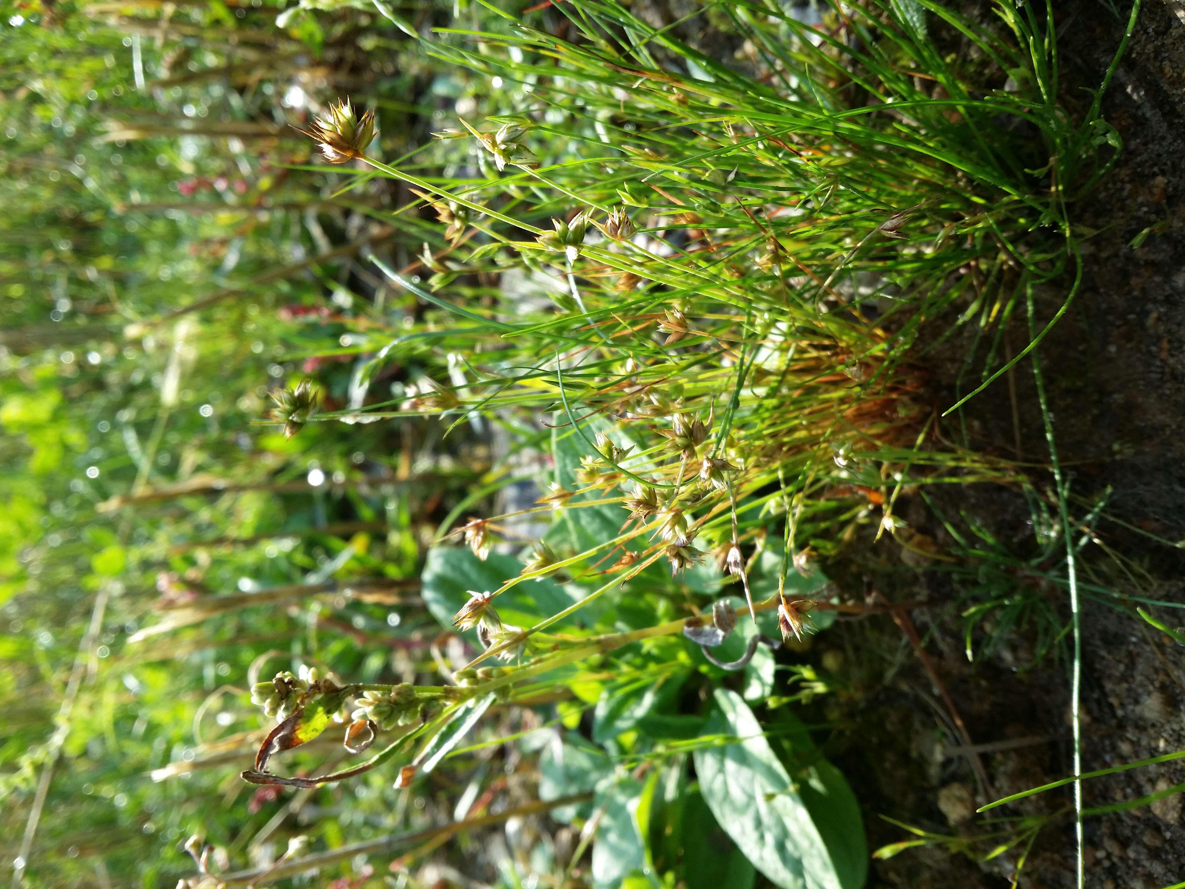 Image of dwarf rush