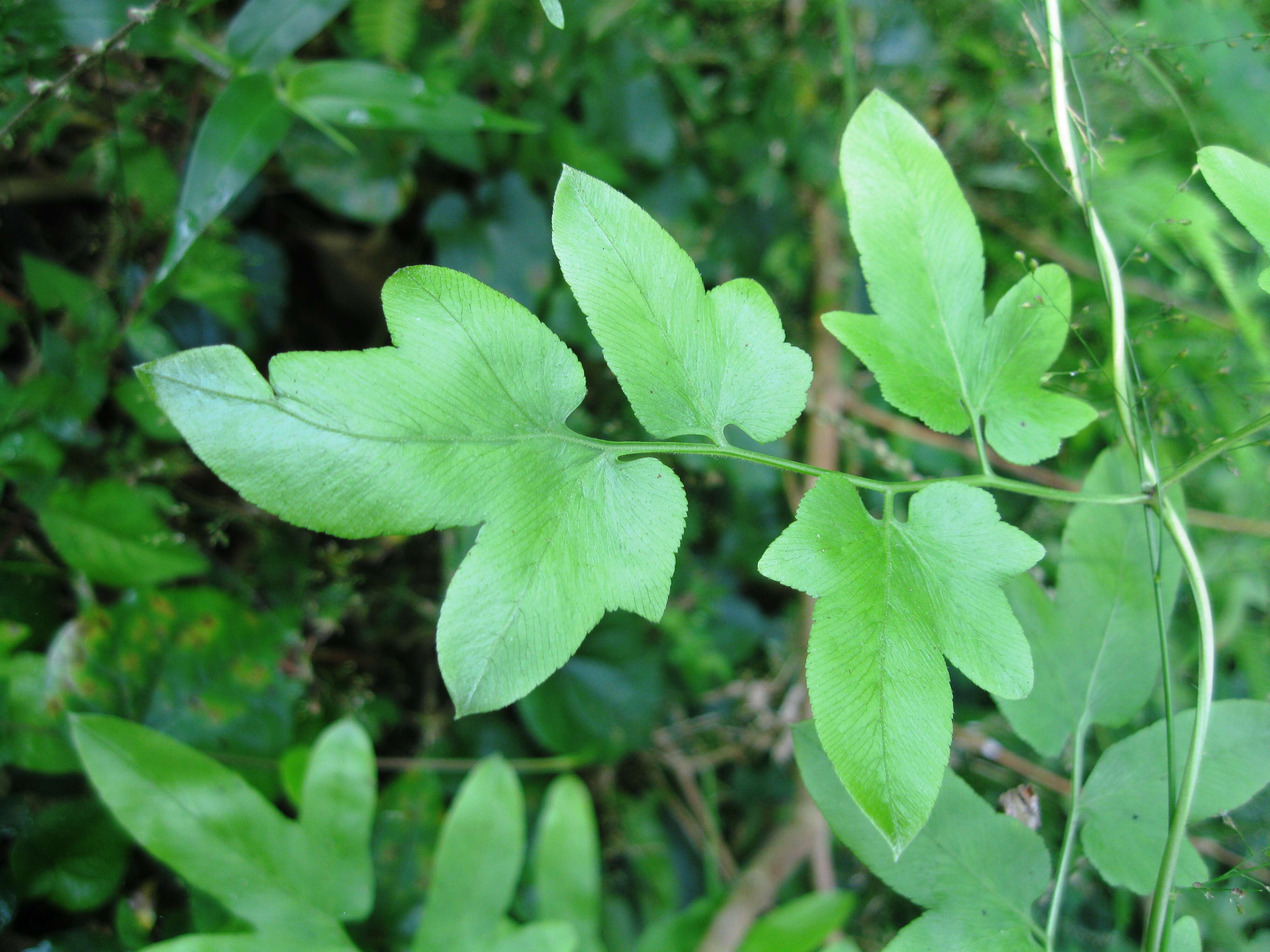 Image of climbing ferns