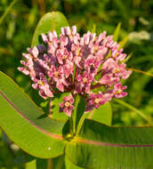 Image of prairie milkweed