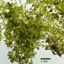 Image of Clasmatocolea vermicularis (Lehm.) Grolle