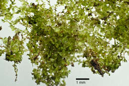 Image of Clasmatocolea vermicularis (Lehm.) Grolle