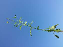 Image of sticky groundsel