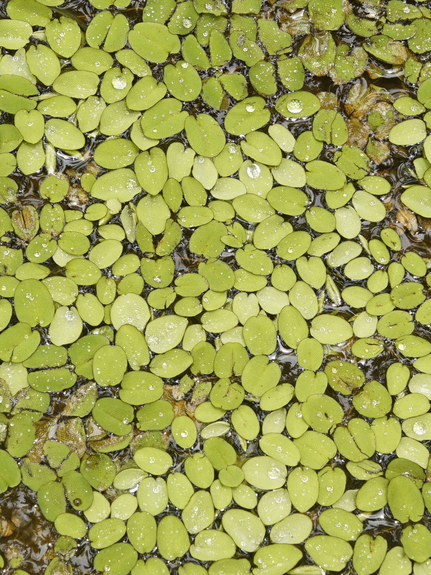 Image of eared watermoss