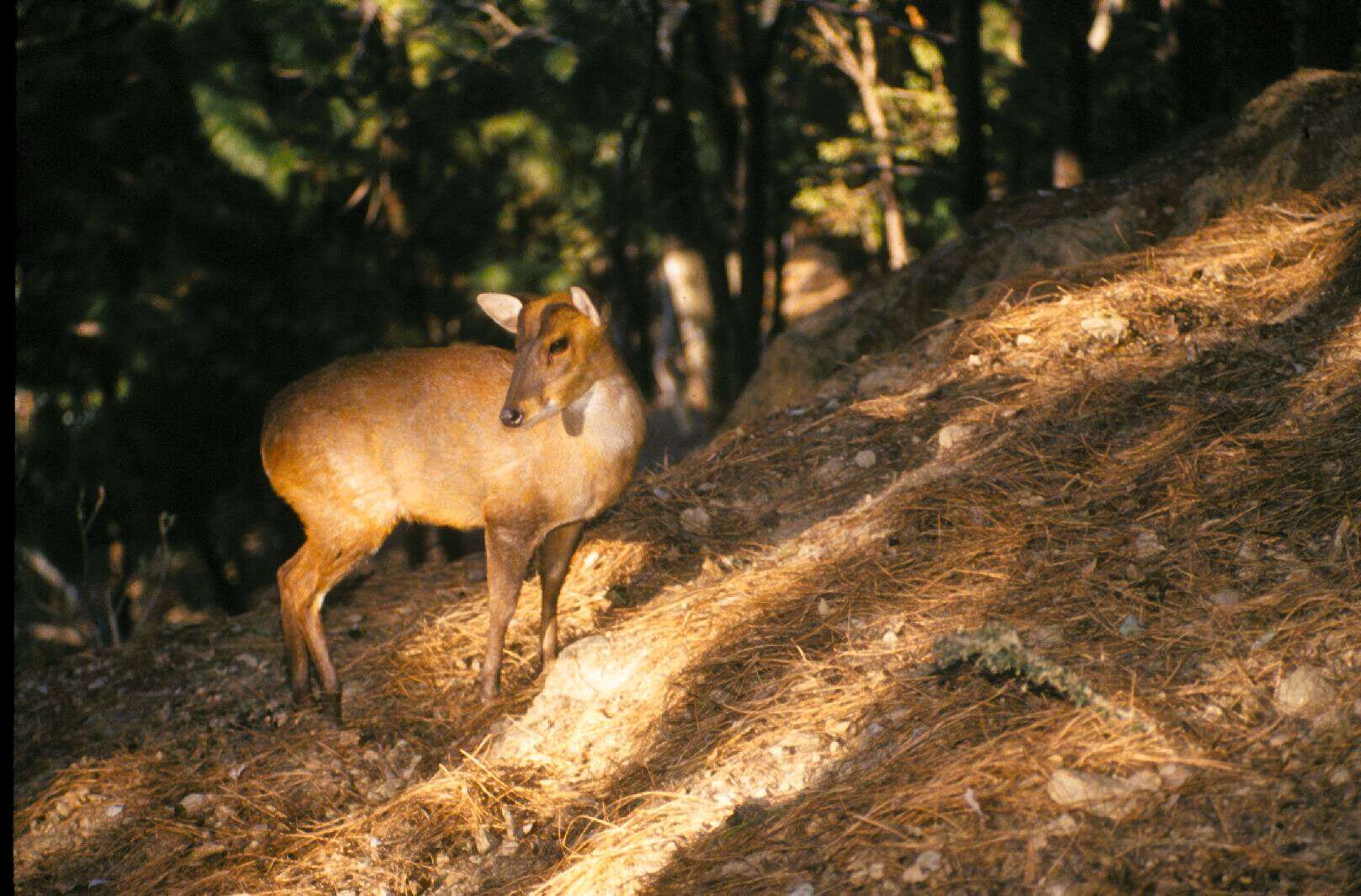 Image of Barking Deer