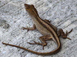 Image of Bahaman brown anole