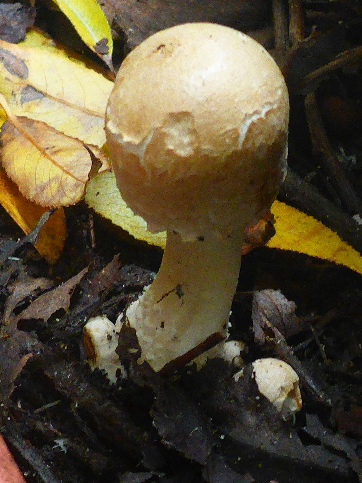 Imagem de Agaricus sylvicola