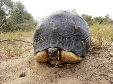 Image of Radiated Tortoise