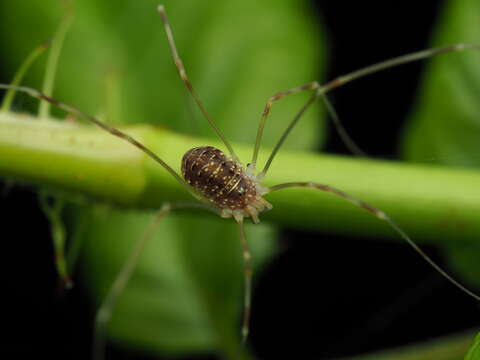 Image of Opilio canestrinii