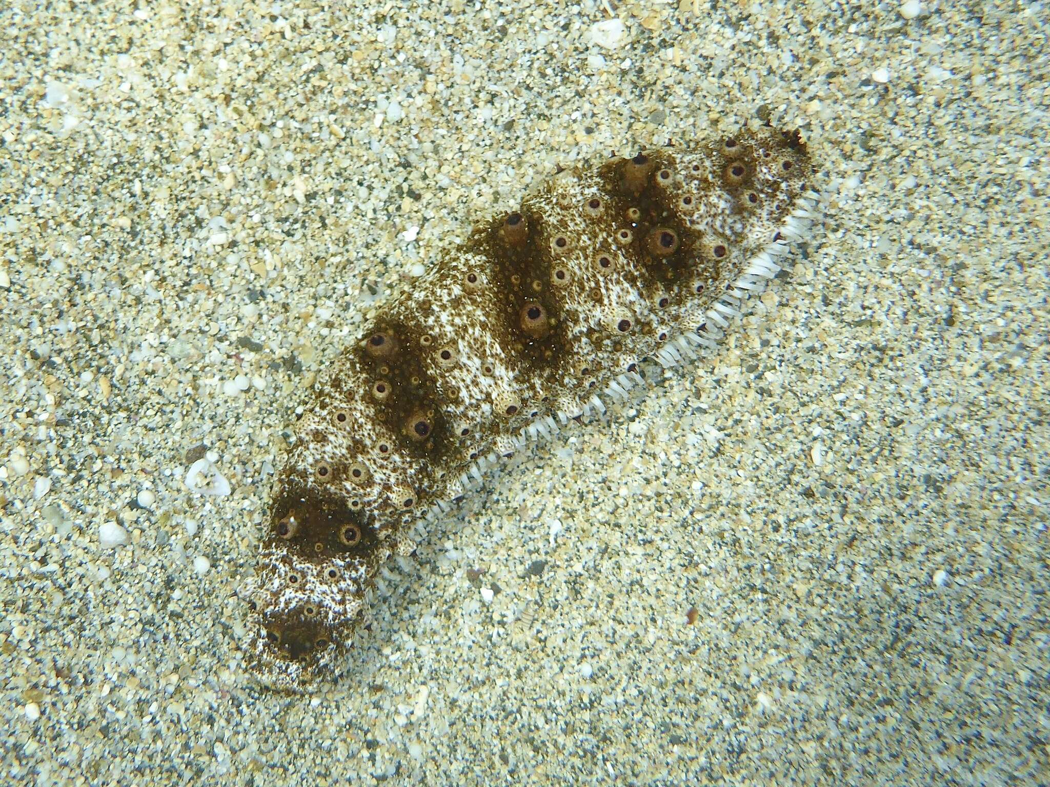 Image of Holothuria (Stauropora) pervicax Selenka 1867