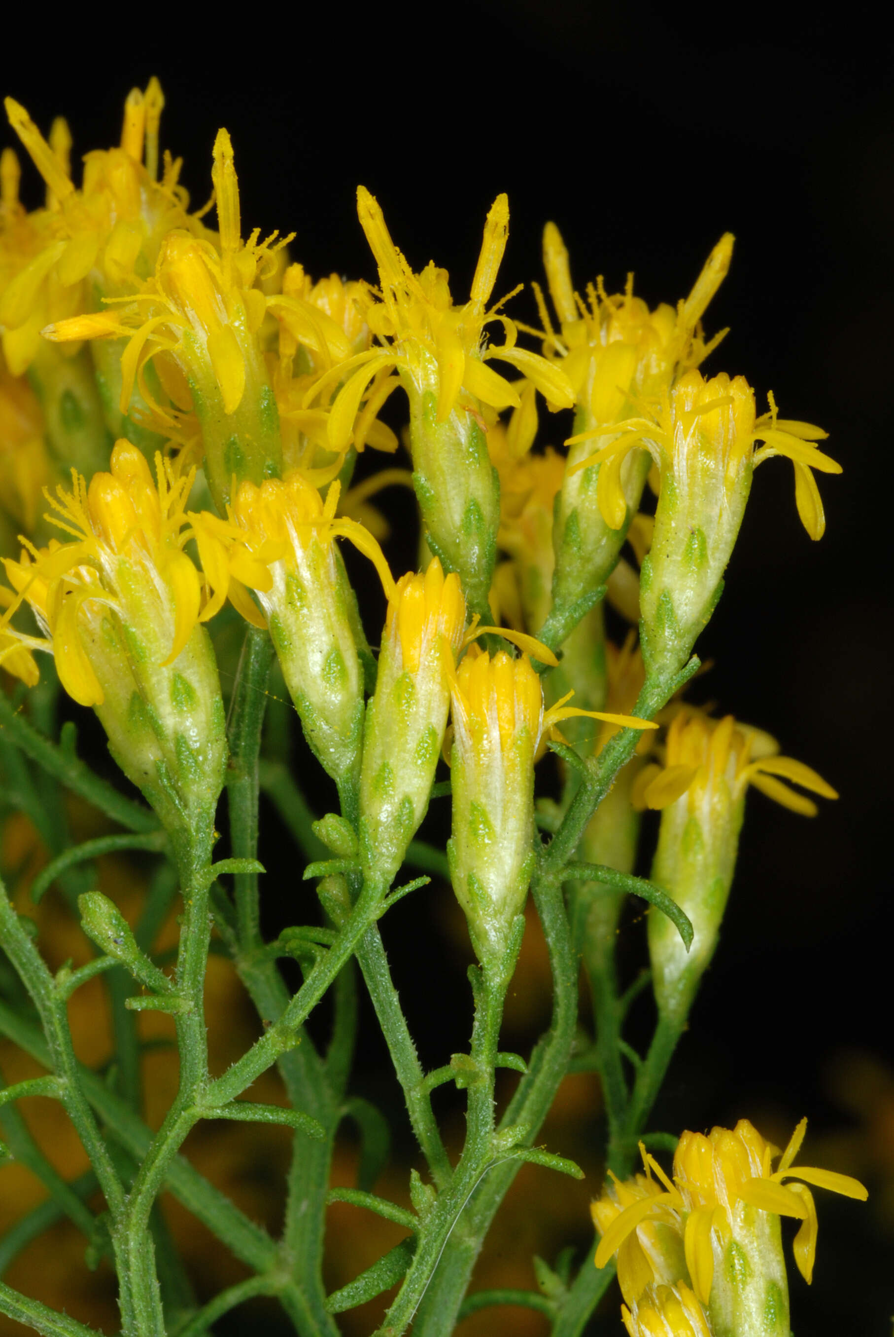 Image of Slender Goldentop