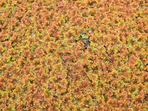 صورة Azolla filiculoides Lam.