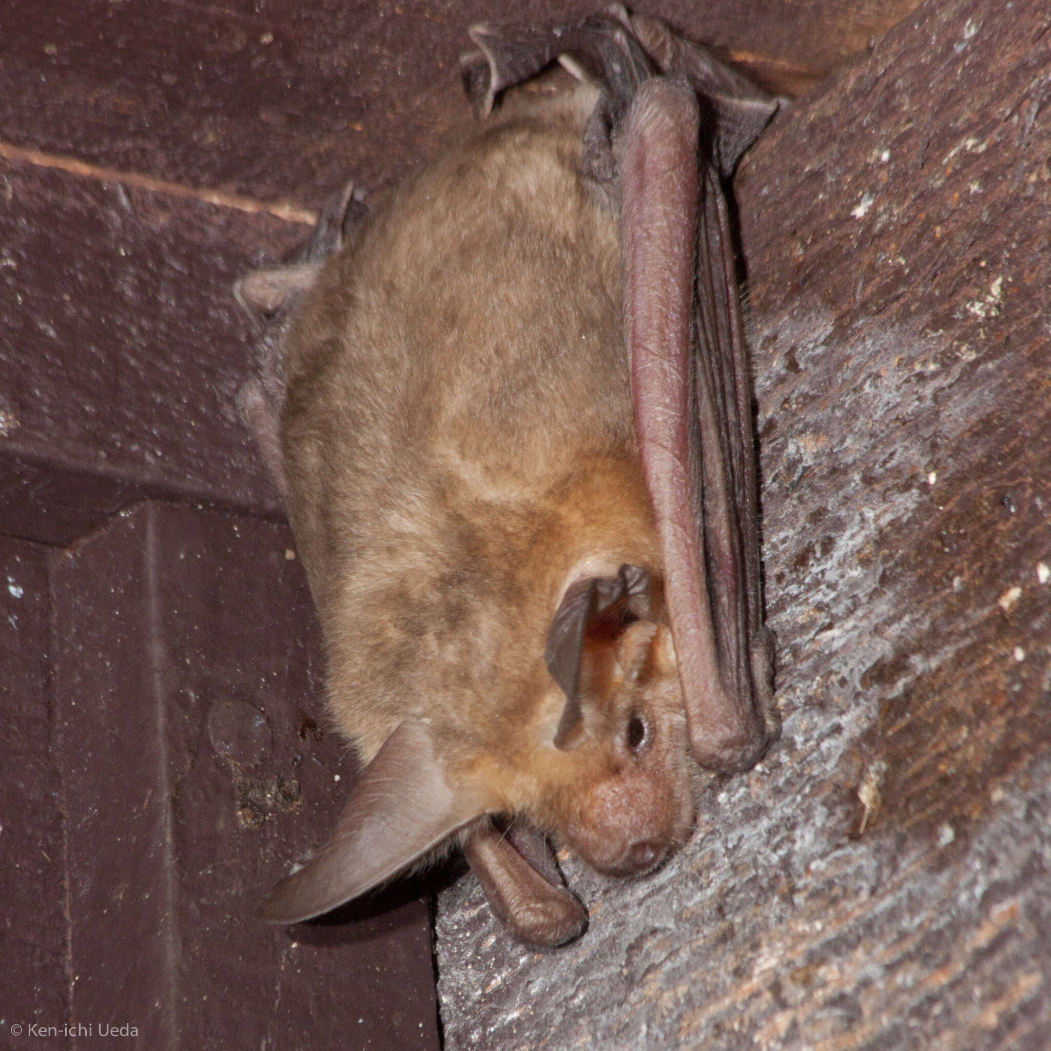 Image of pallid bat