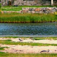 Image of Lapwing