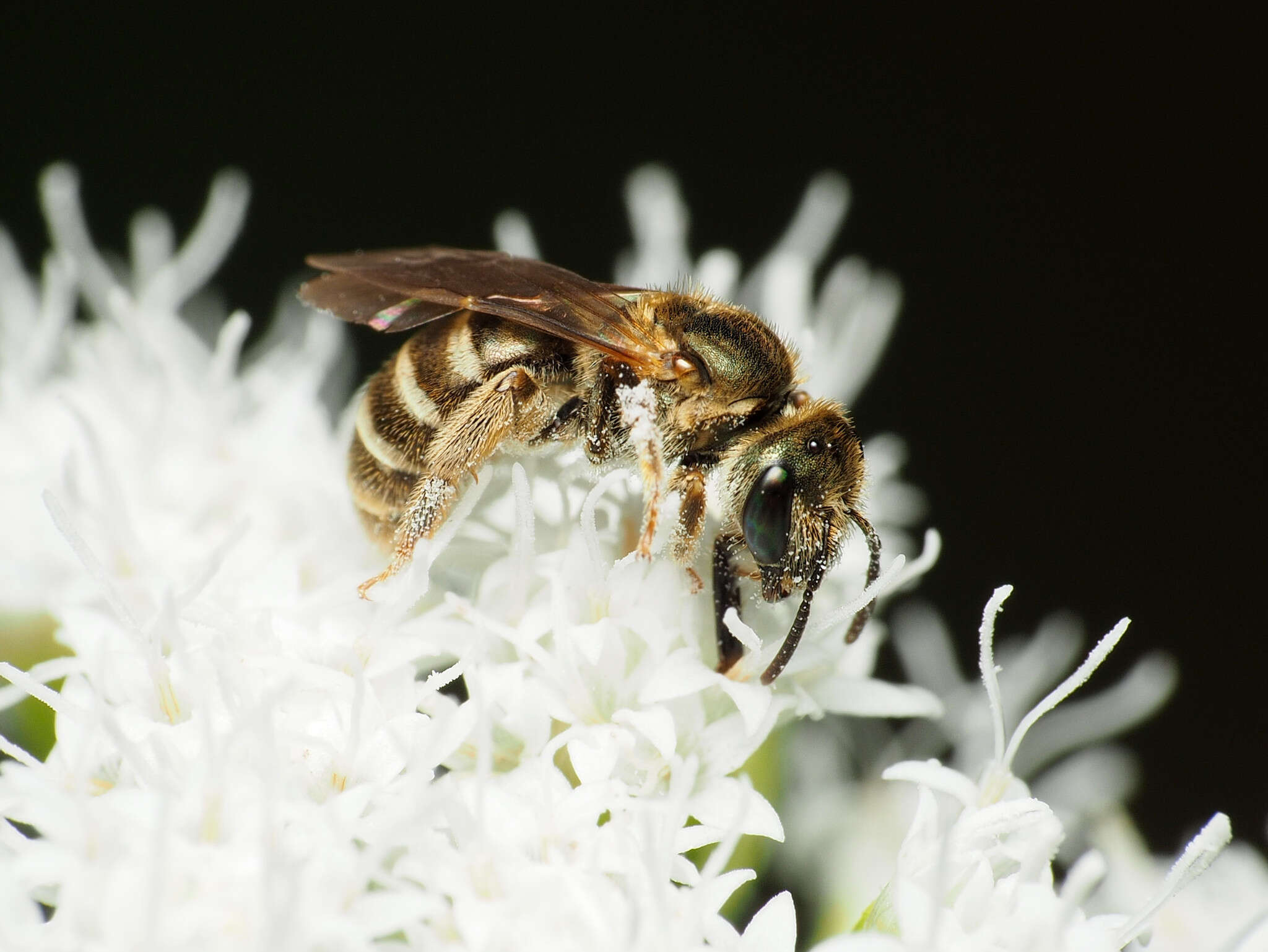 Image of Halictus confusus Smith 1853