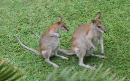 Image of Agile Wallaby