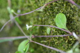 Imagem de Myosotis tenericaulis Petrie.