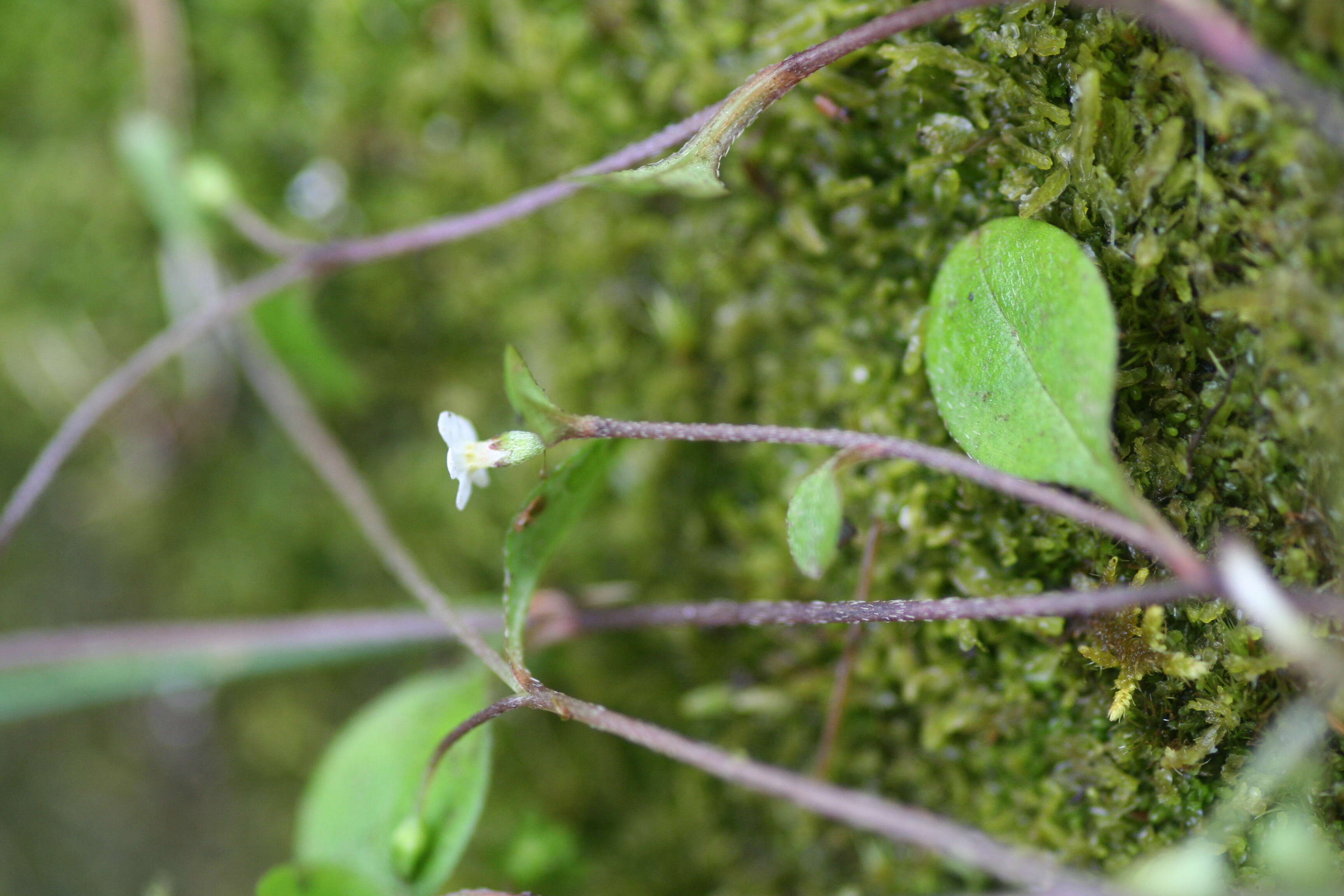 Image de Myosotis tenericaulis Petrie.