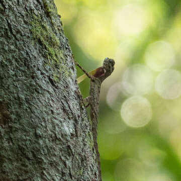 صورة Draco taeniopterus Günther 1861